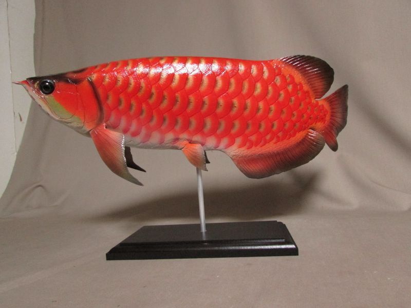 40cmアロワナ レッド - fish craft REAL