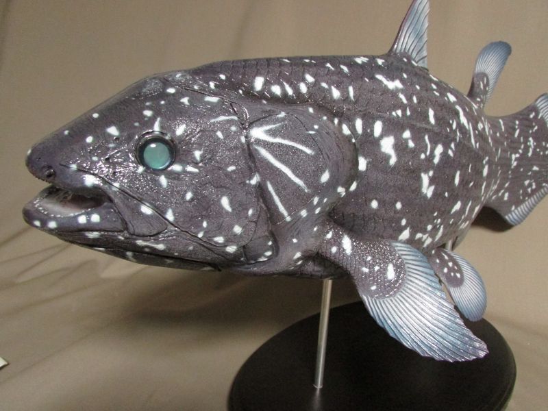 ６１cmシーラカンス - fish craft REAL